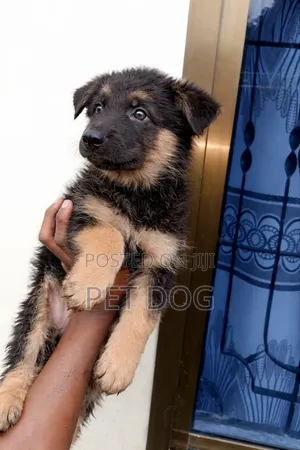 1-3 months Female Purebred German Shepherd
