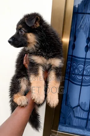 1-3 months Female Purebred German Shepherd