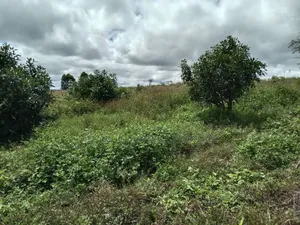Avacado Farm for Sale at Njombe 100 Acres