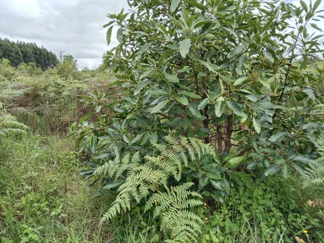 Avacado Farm for Sale at Njombe 100 Acres
