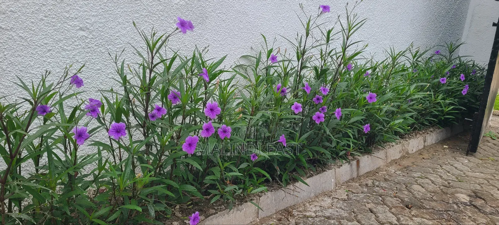 3bdrm Bungalow in Sinza Mori for rent