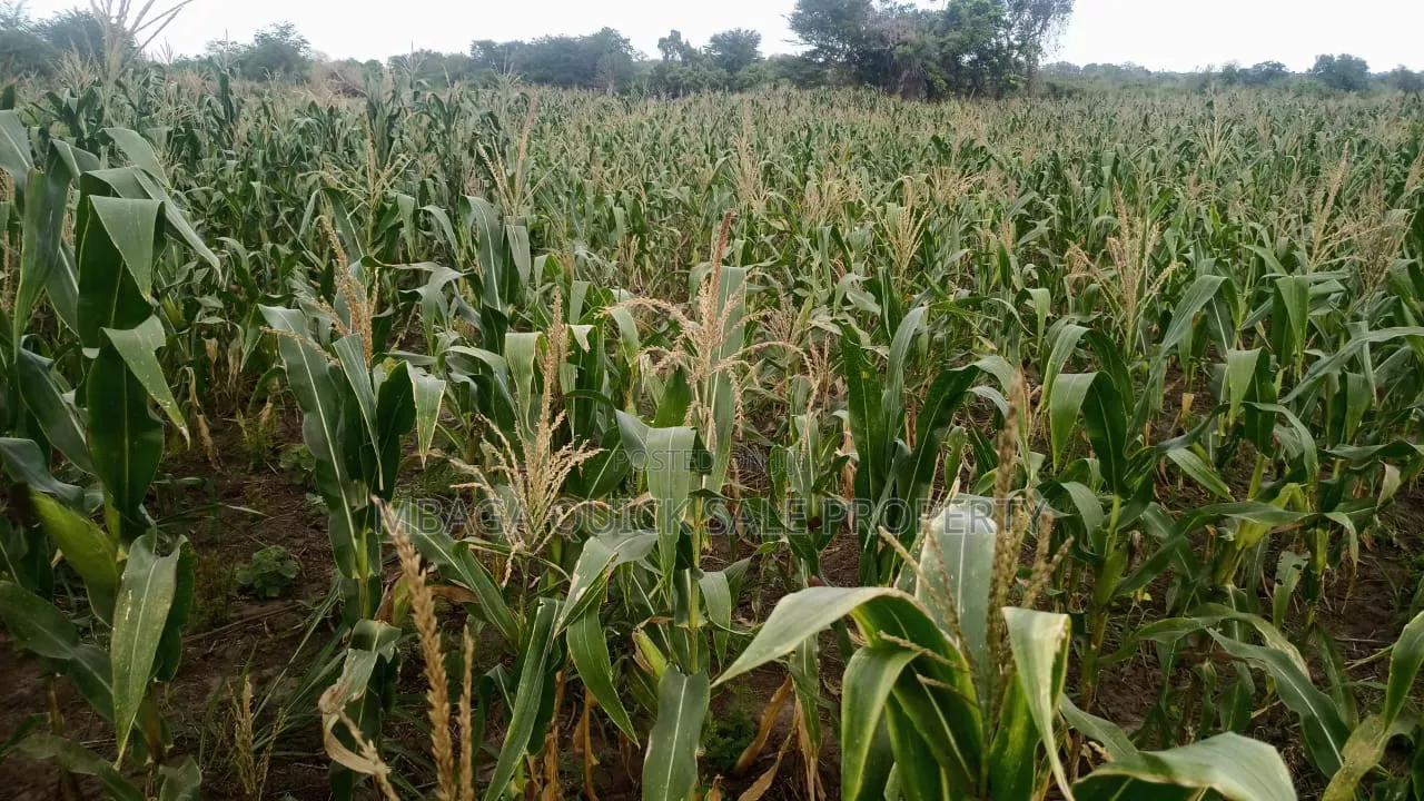 Farm for Sale at Kiwangwa Bagamoyo 184 Acres Along Wami River