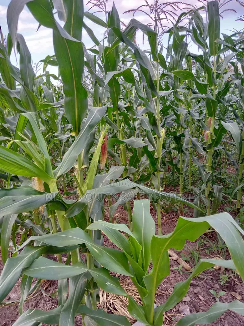 Farm for Sale at Kiwangwa Bagamoyo 184 Acres Along Wami River