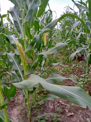 Farm for Sale at Kiwangwa Bagamoyo 184 Acres Along Wami River