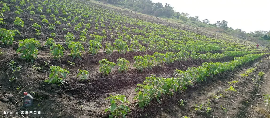 Farm for Sale at Kiwangwa Bagamoyo 184 Acres Along Wami River