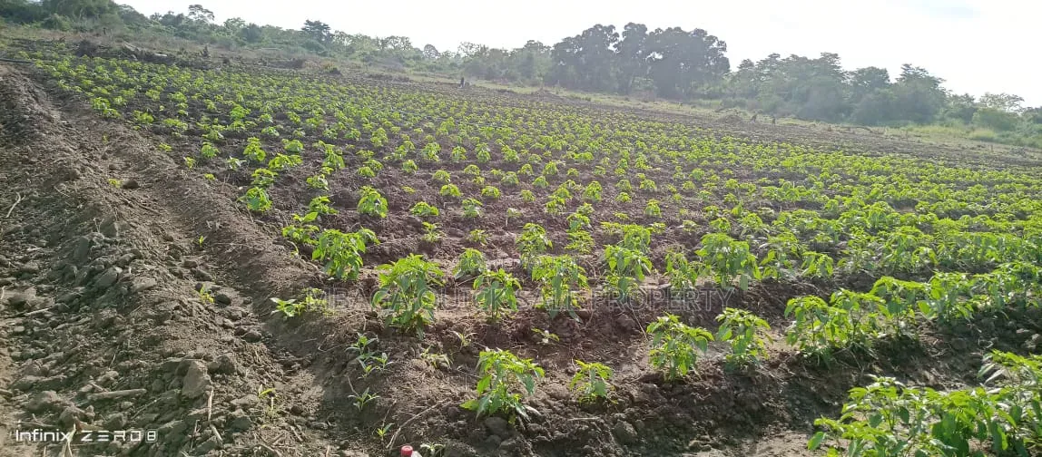 Farm for Sale at Kiwangwa Bagamoyo 184 Acres Along Wami River