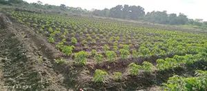 Farm for Sale at Kiwangwa Bagamoyo 184 Acres Along Wami River