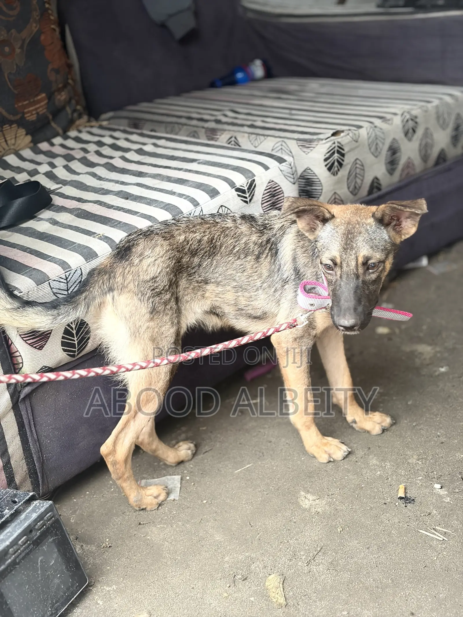 3-6 months Female Purebred German Shepherd