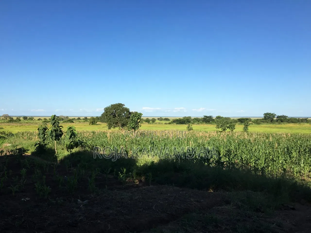 Eneo Linauzwa
