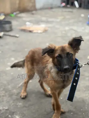 3-6 months Male Purebred German Shepherd