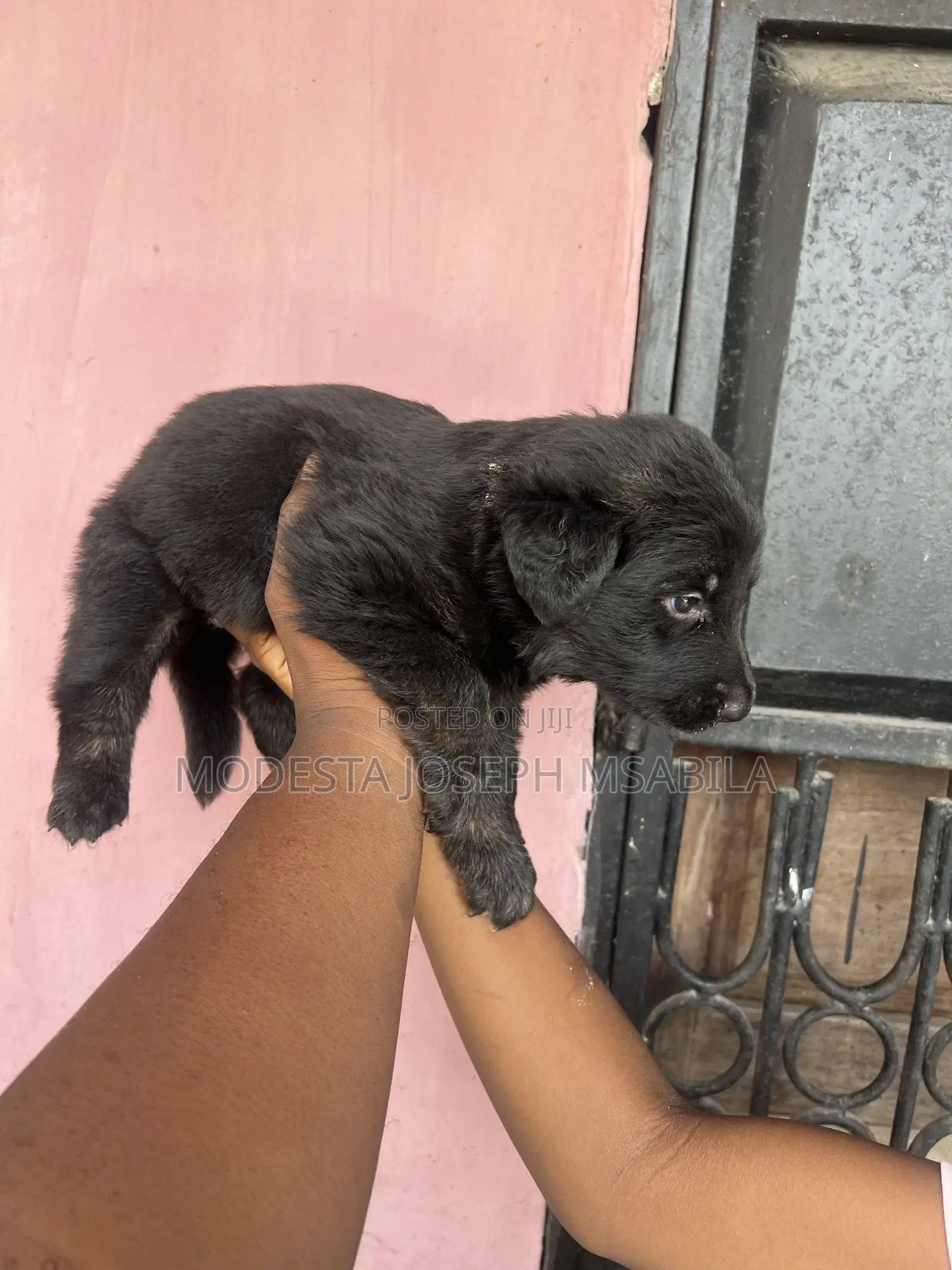 0-1 month Male Purebred German Shepherd