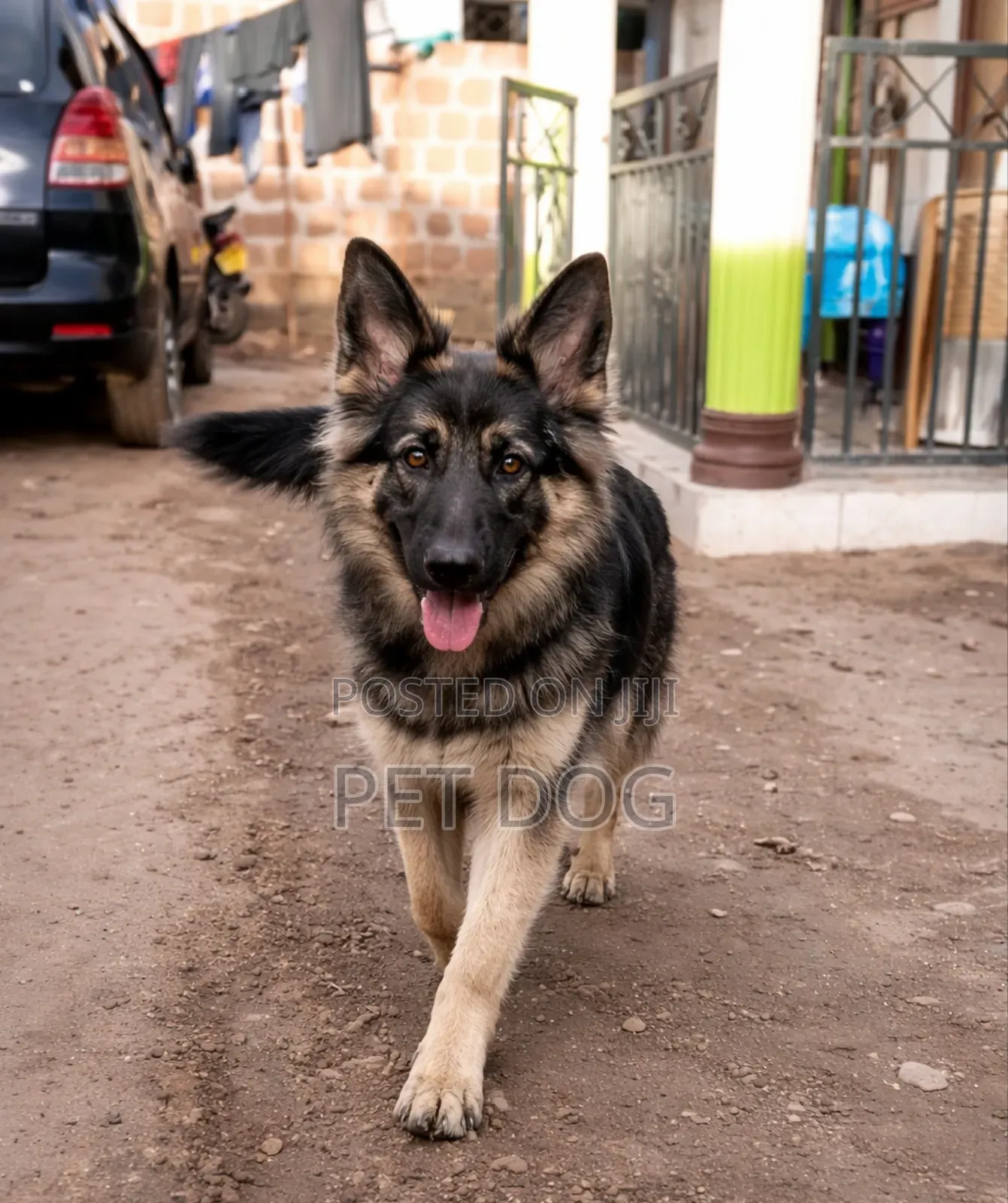 3-6 months Female Purebred German Shepherd