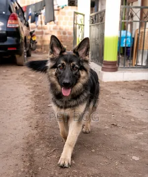 3-6 months Female Purebred German Shepherd