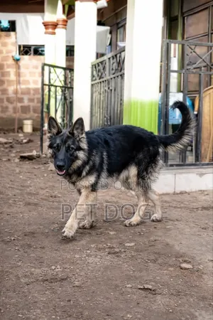 3-6 months Female Purebred German Shepherd