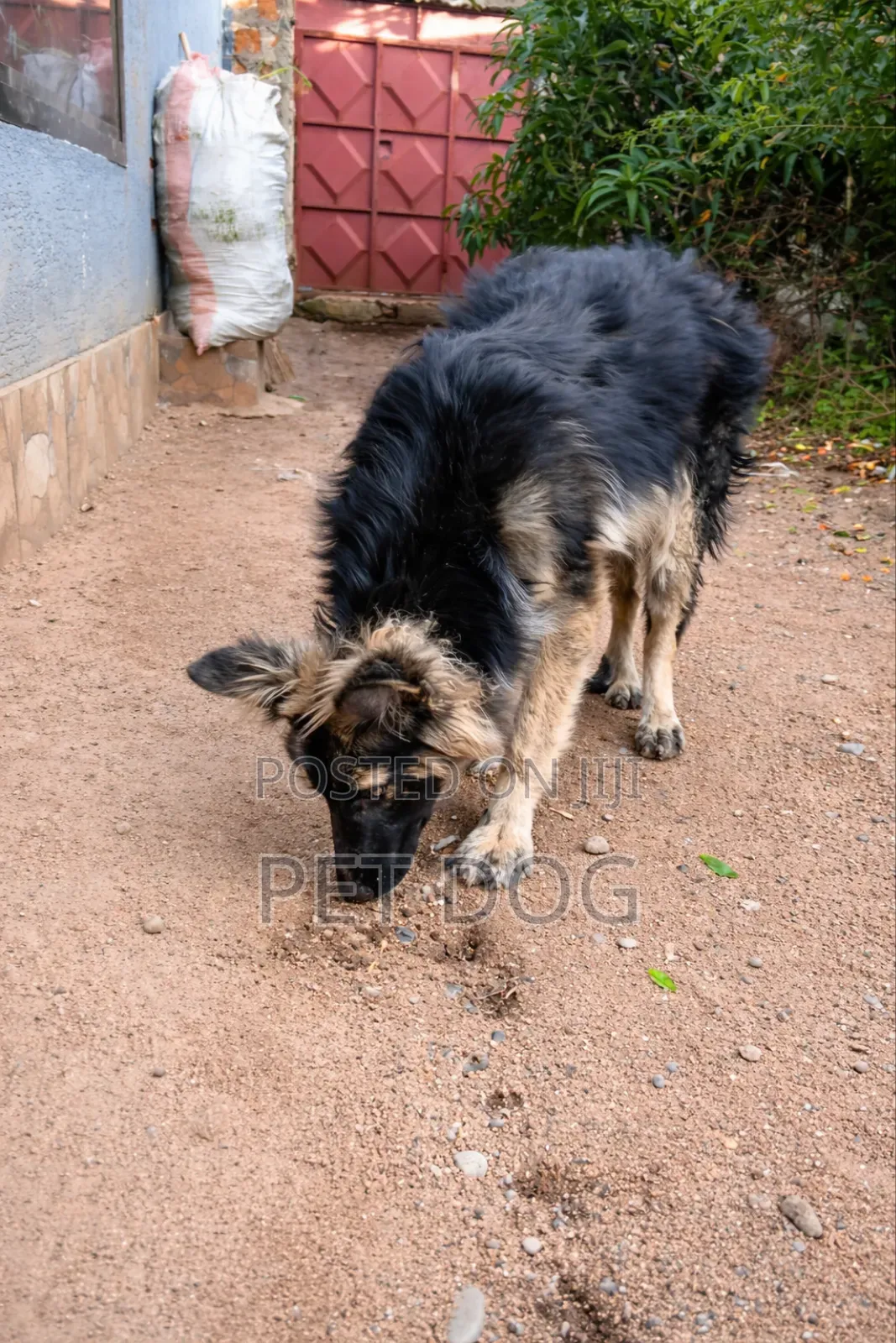 3-6 months Female Purebred German Shepherd