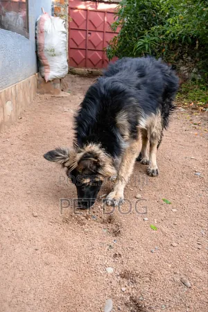 3-6 months Female Purebred German Shepherd