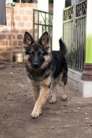 3-6 months Female Purebred German Shepherd