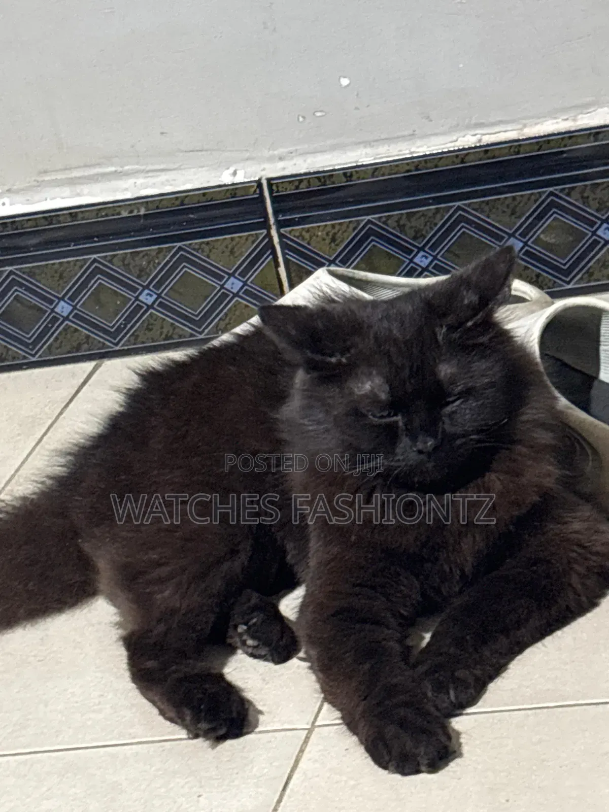 3-6 months Male Purebred Persian