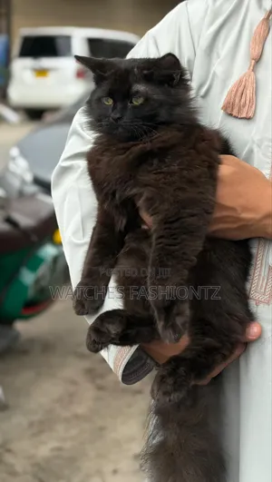 3-6 months Male Purebred Persian
