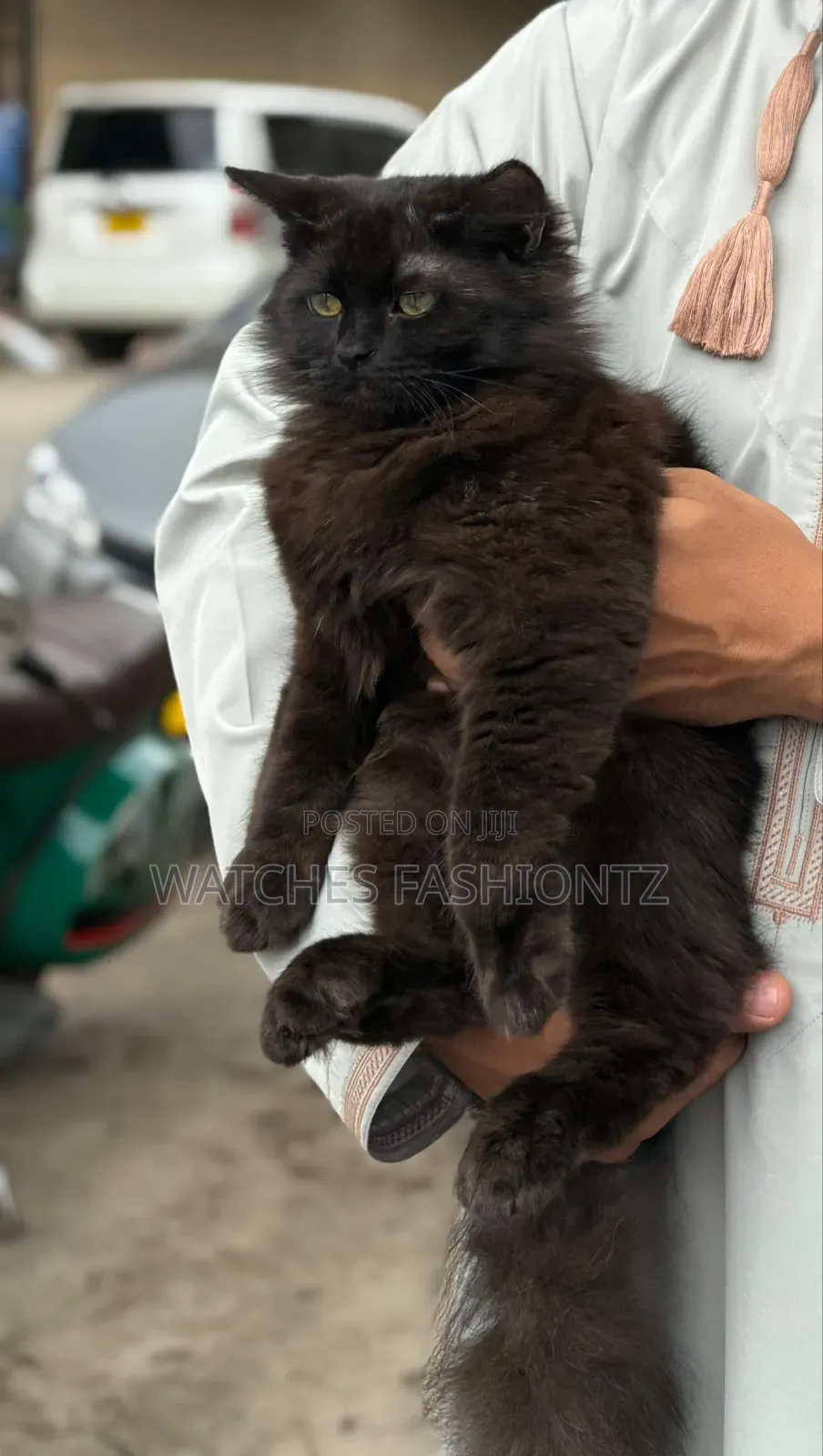 3-6 months Male Purebred Persian