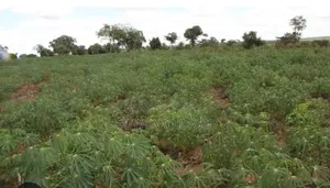 Shamba Linauzwa Songwe Centre Kisarawe