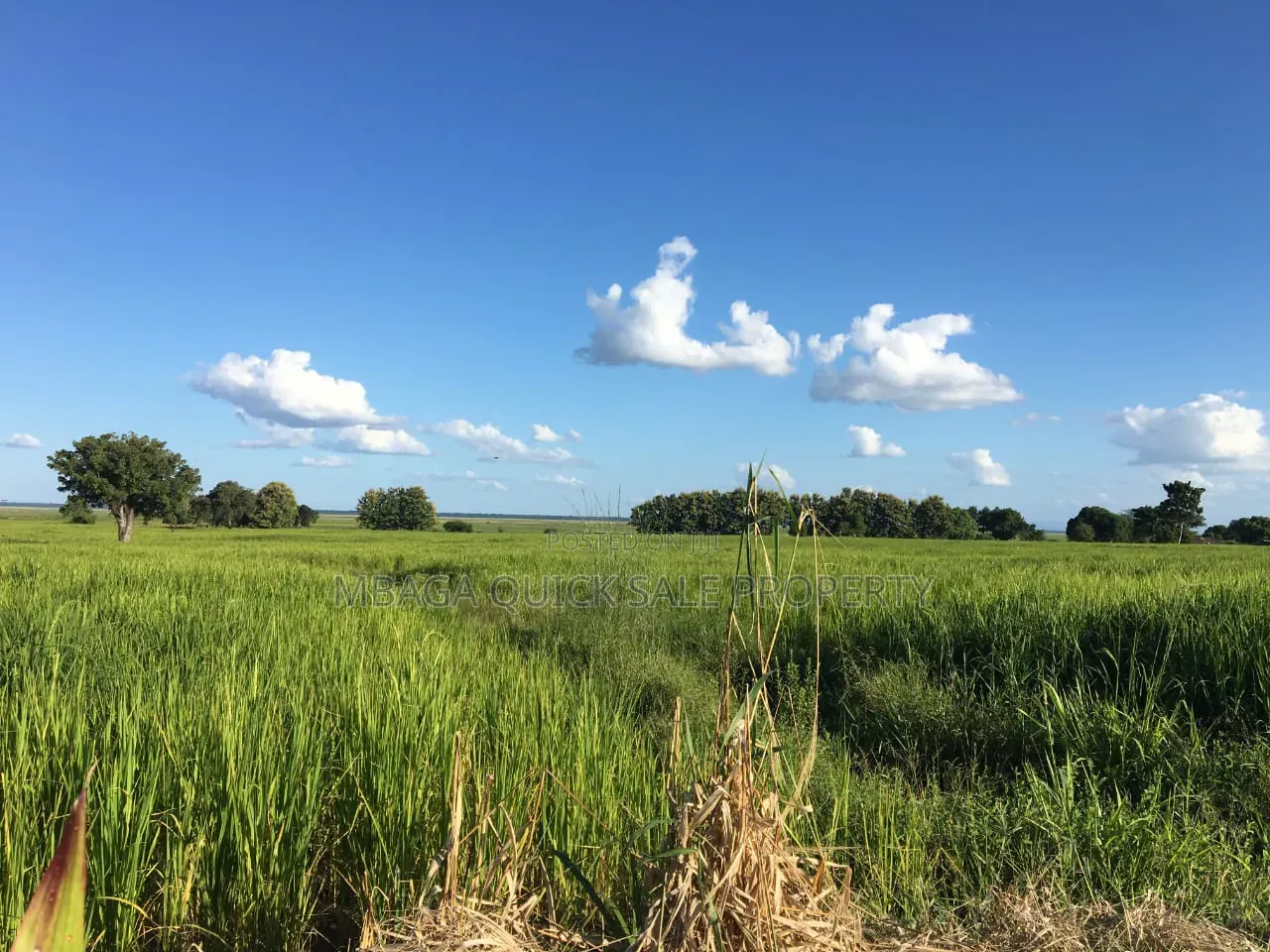 Farm With 374.7 Acres for Sale at Ifakara Mikumi
