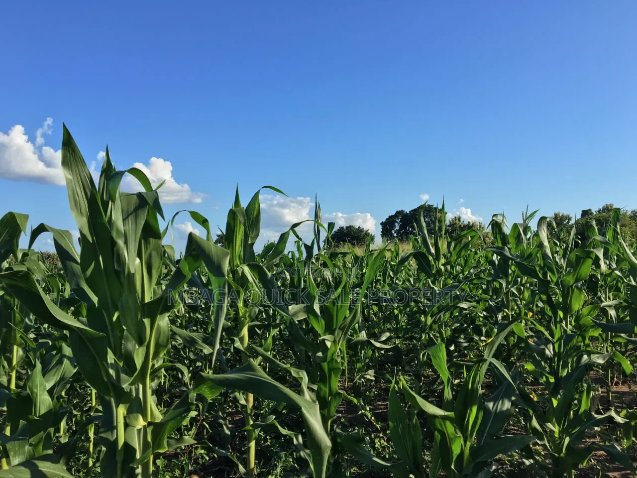 Farm With 374.7 Acres for Sale at Ifakara Mikumi