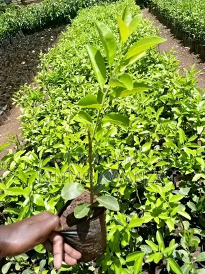 Miche Ya Ndimu Kubwa