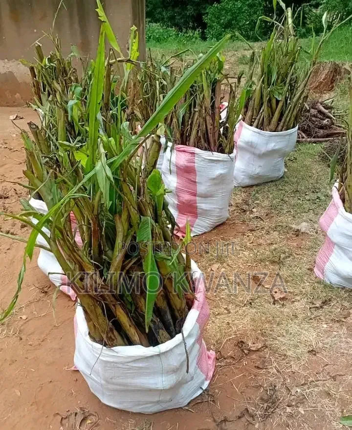 Miche Ya Migomba