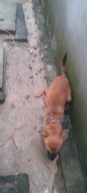 3-6 months Male Purebred Belgian Malinois