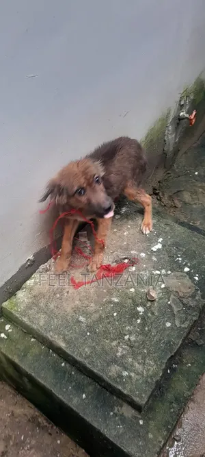 3-6 months Male Purebred Belgian Malinois