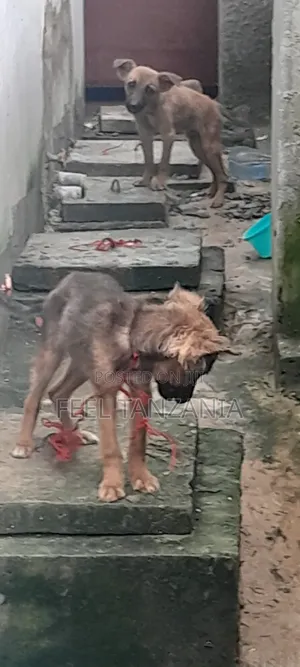 3-6 months Male Purebred Belgian Malinois