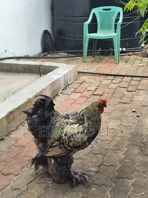 Ornamental Chicken House