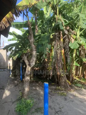 Eneo Linauzwa