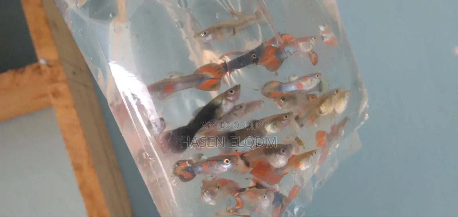 Rainbow Dumbo Guppy