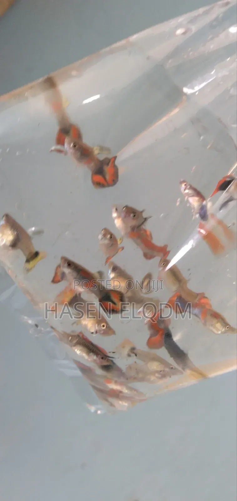 Rainbow Dumbo Guppy