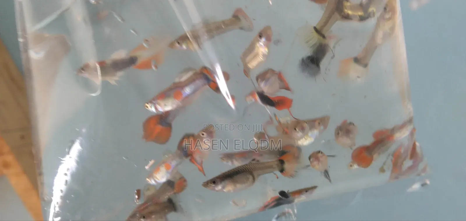 Rainbow Dumbo Guppy