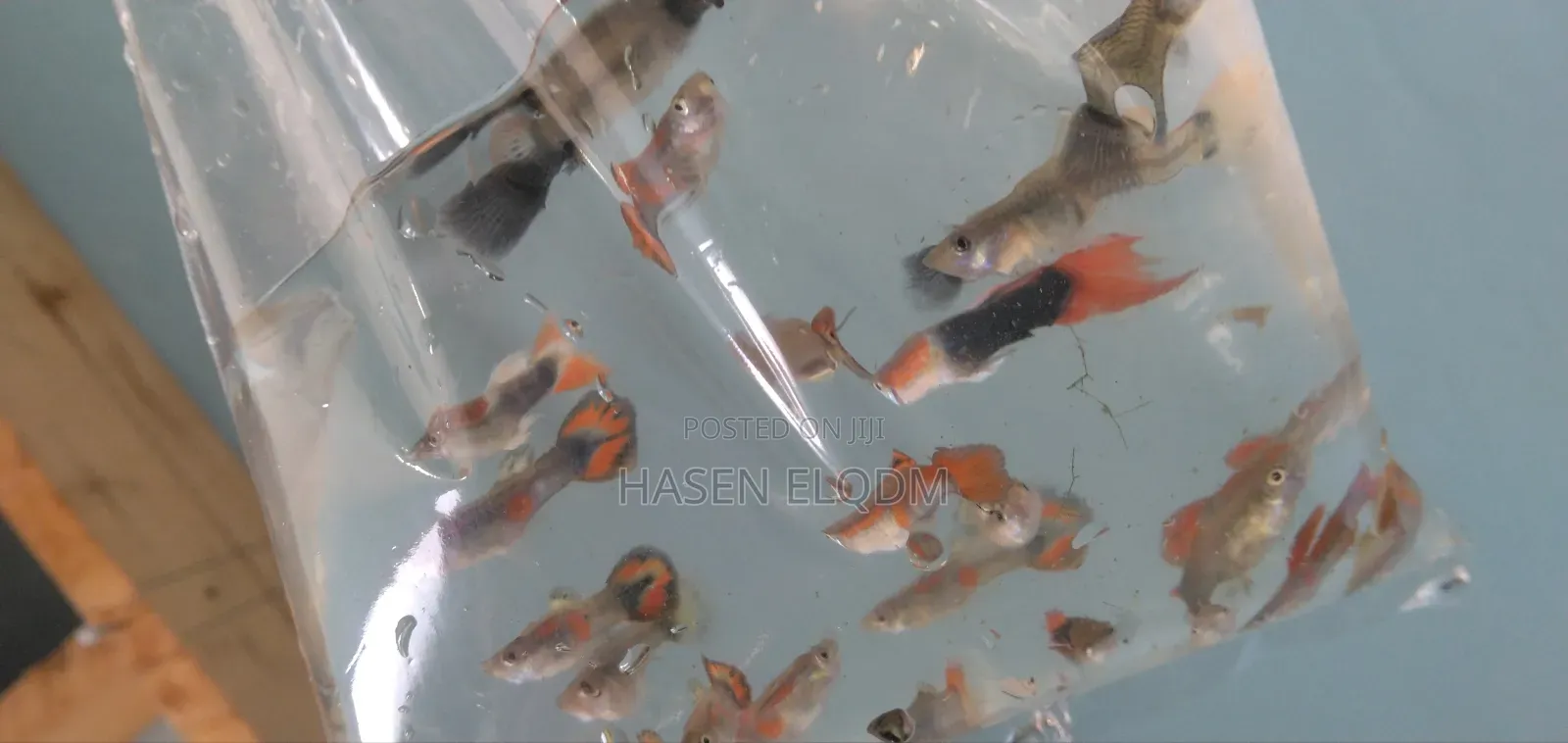 Rainbow Dumbo Guppy