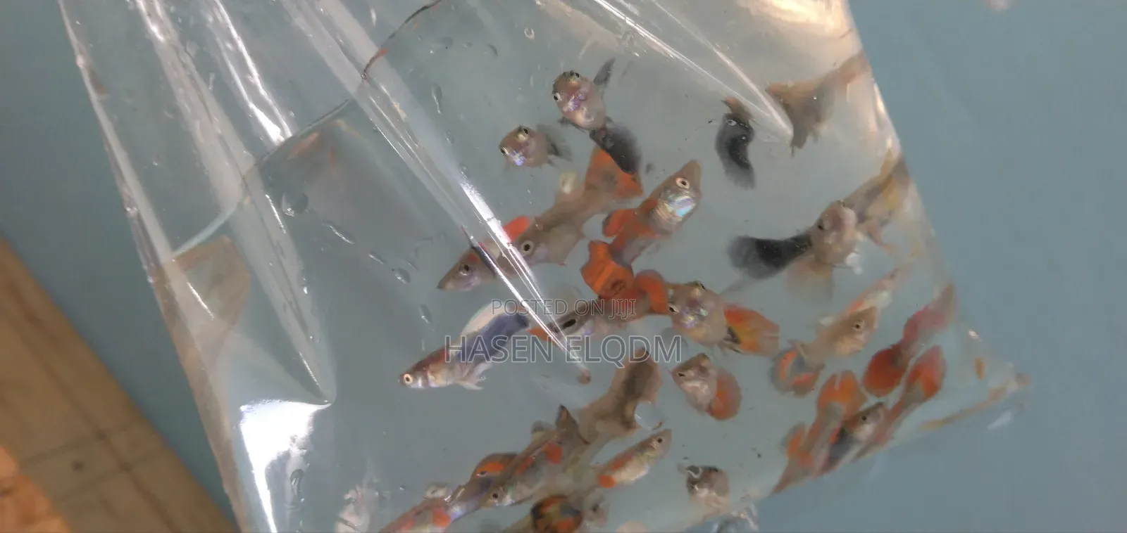 Rainbow Dumbo Guppy