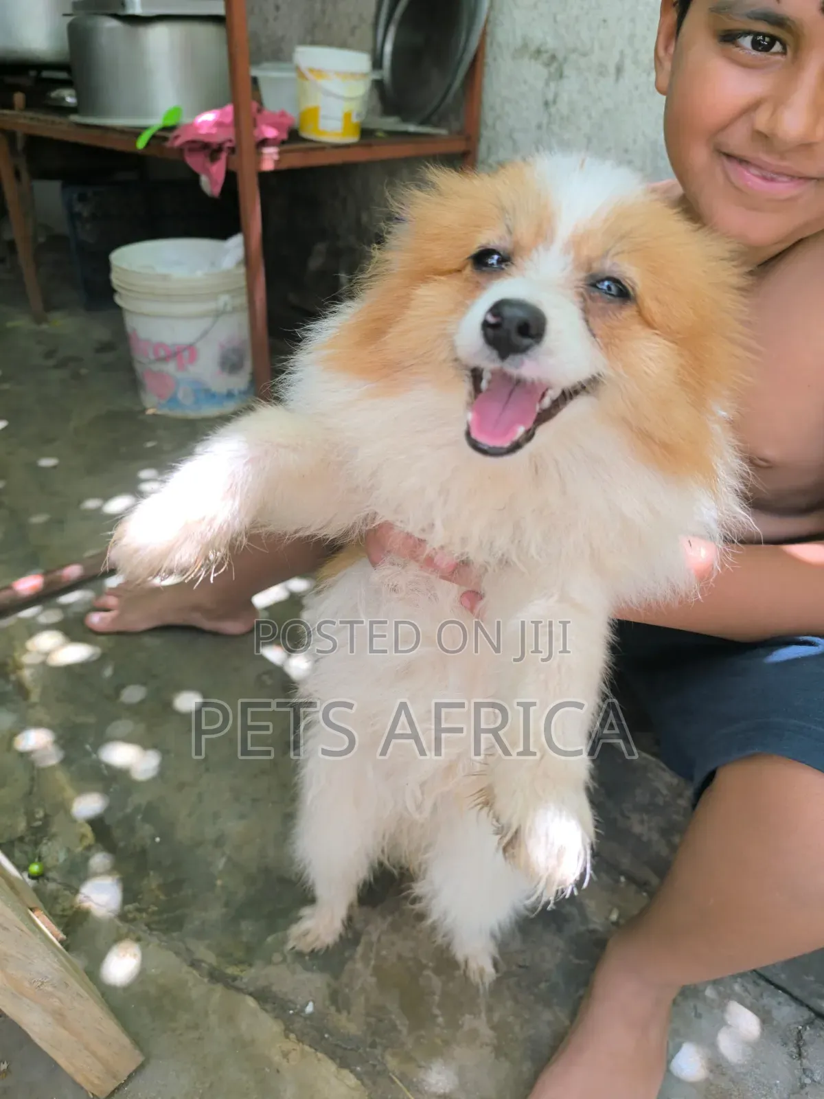 6-12 months Female Purebred Pomeranian