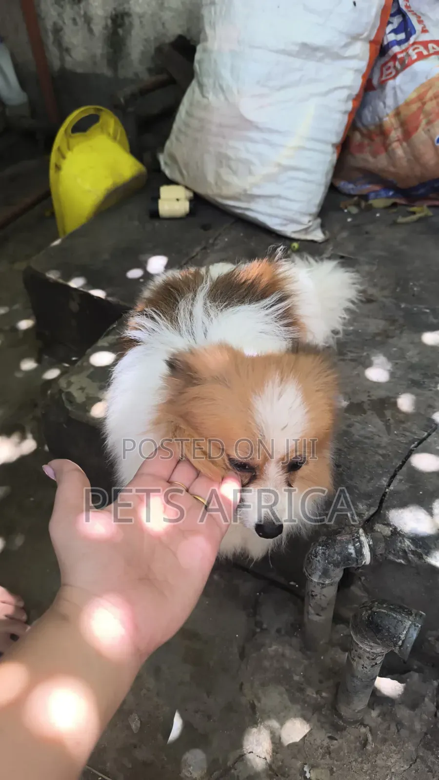 6-12 months Female Purebred Pomeranian
