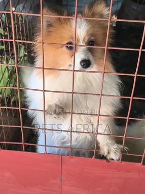 6-12 months Female Purebred Pomeranian