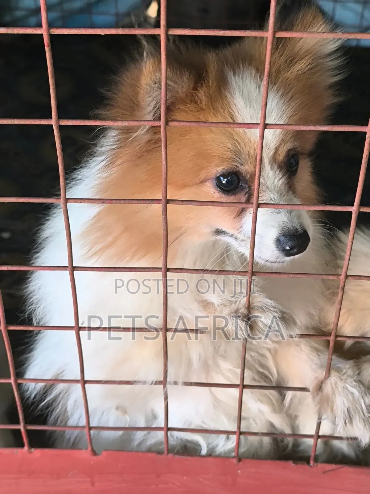 6-12 months Female Purebred Pomeranian