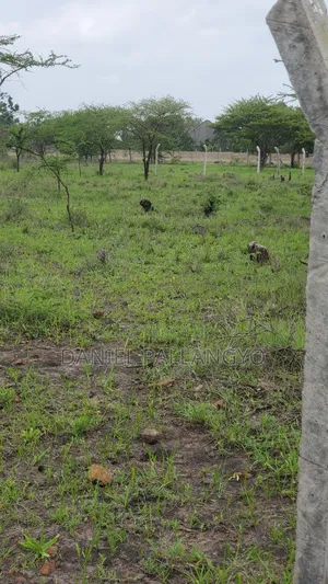 Viwanja Bora Vya Makazi Njoo Kikatiti 2.5m Only