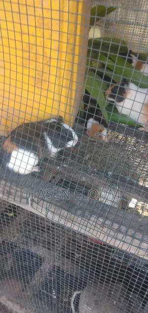 Guineapigs/Simbilisi(Guineapig Kittens)