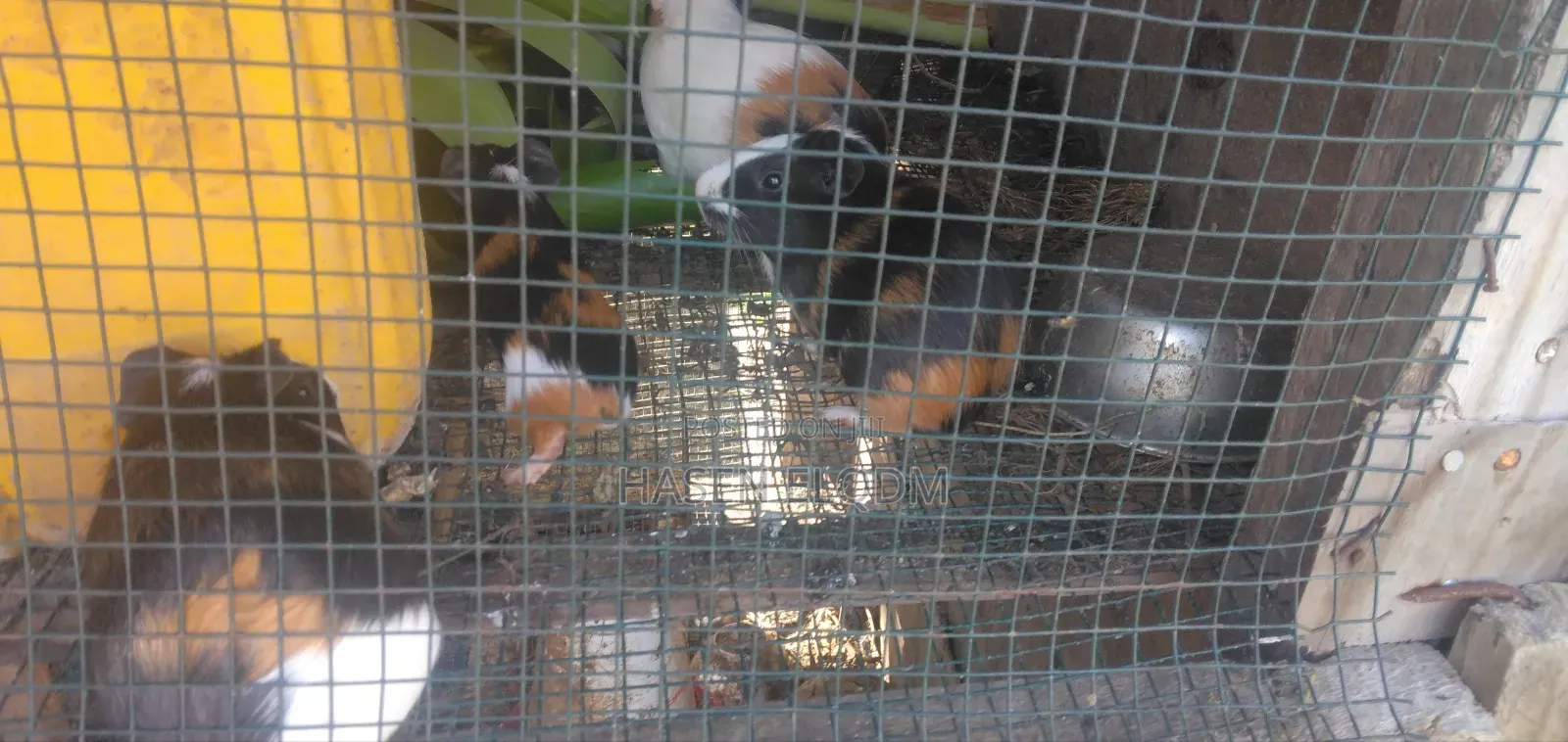 Guineapigs/Simbilisi(Guineapig Kittens)