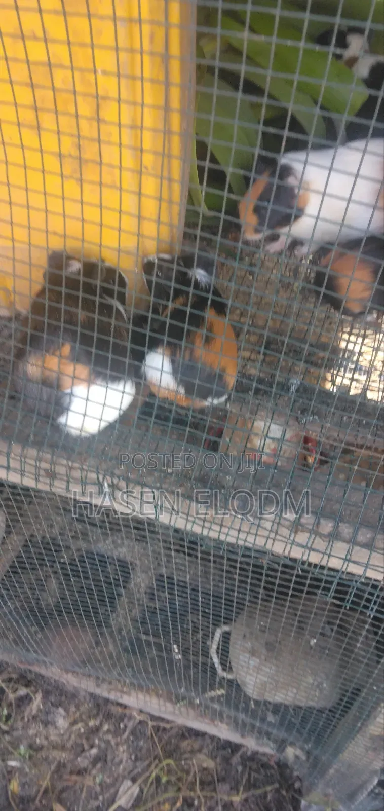 Guineapigs/Simbilisi(Guineapig Kittens)