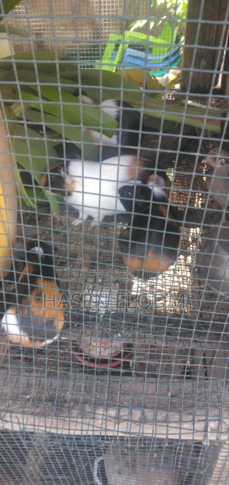 Guineapigs/Simbilisi(Guineapig Kittens)