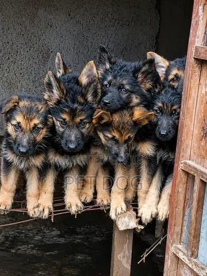1-3 months Male Purebred German Shepherd