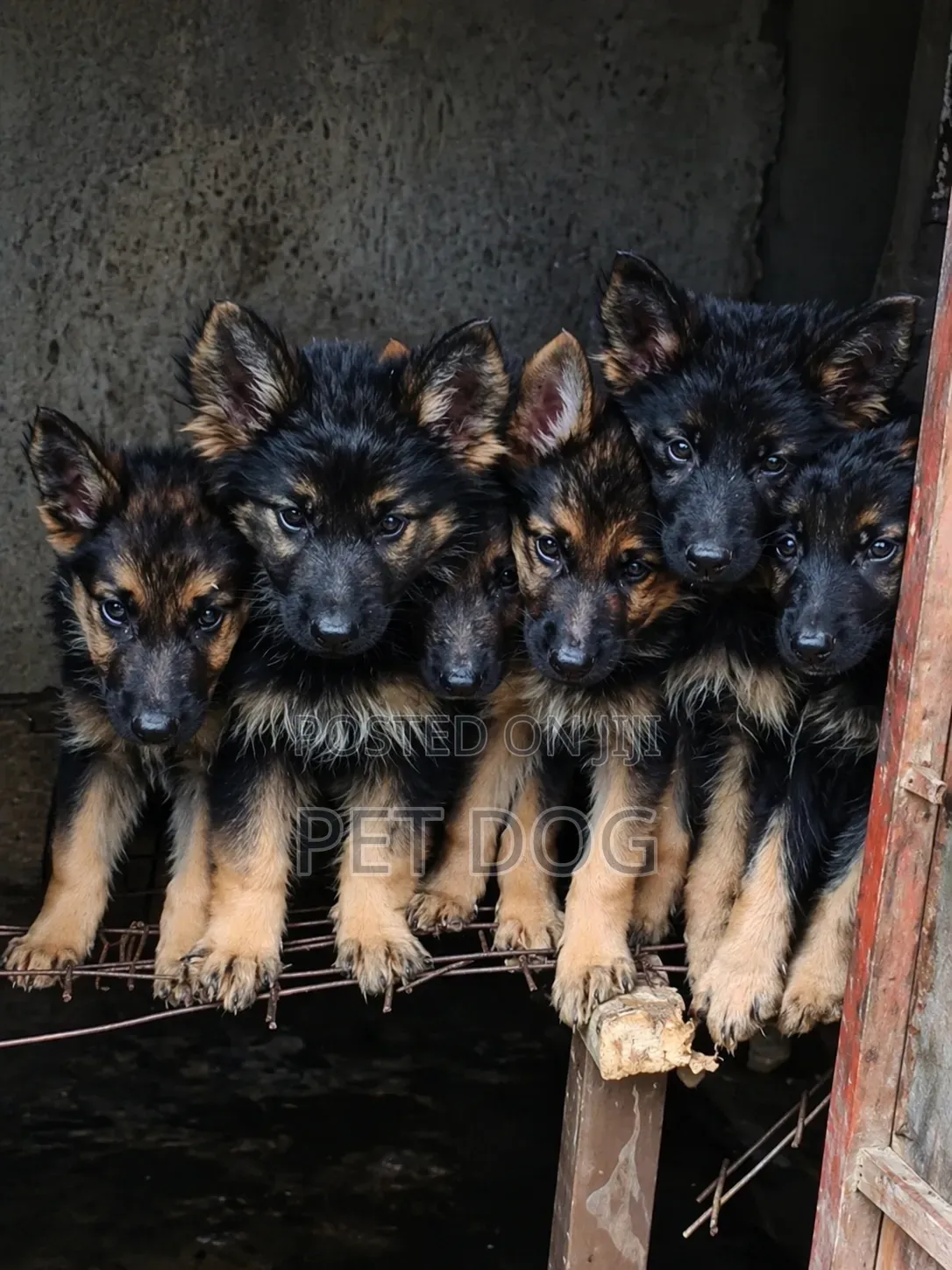 1-3 months Male Purebred German Shepherd